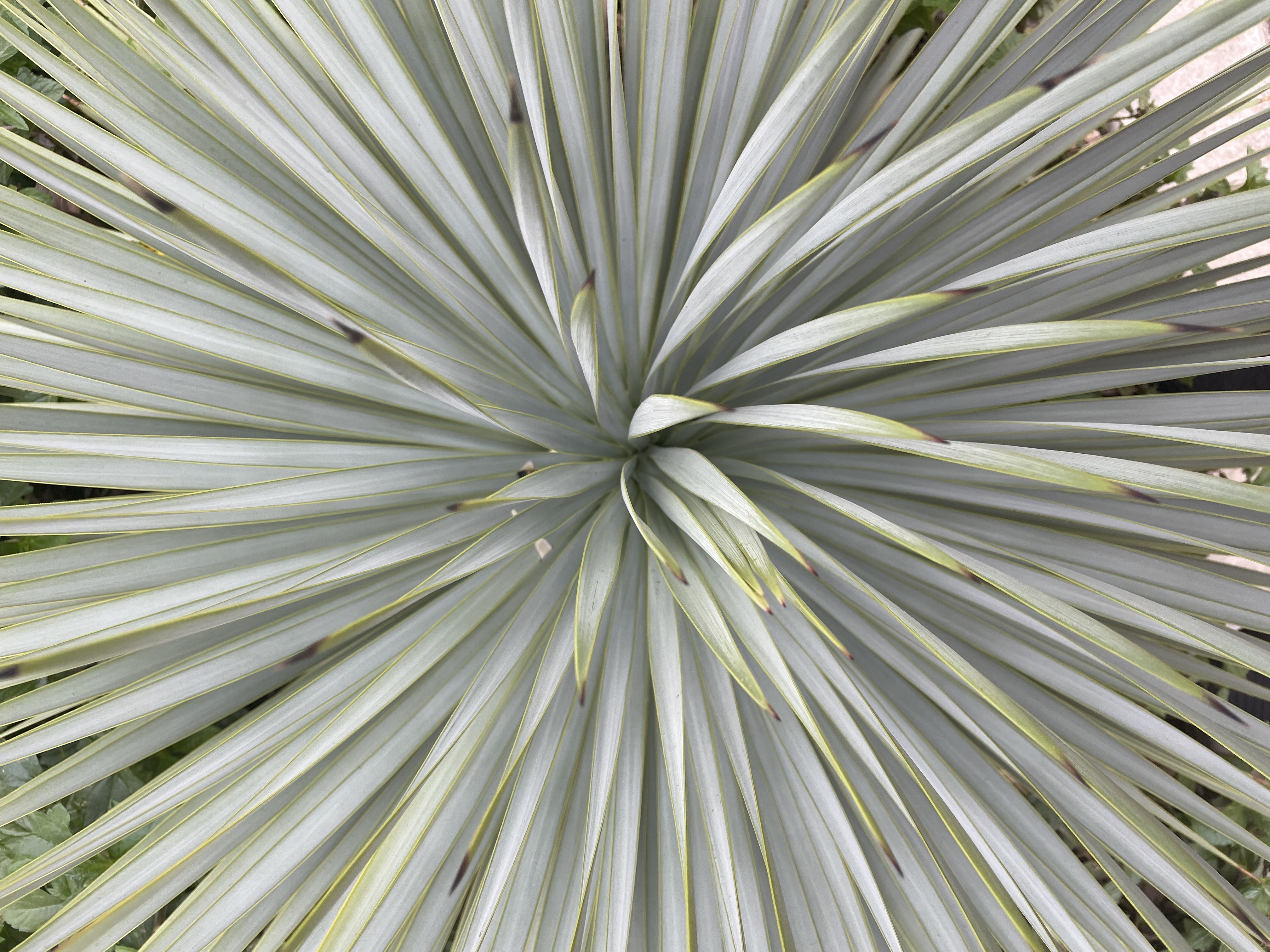 A shot of the center of a yucca plant.