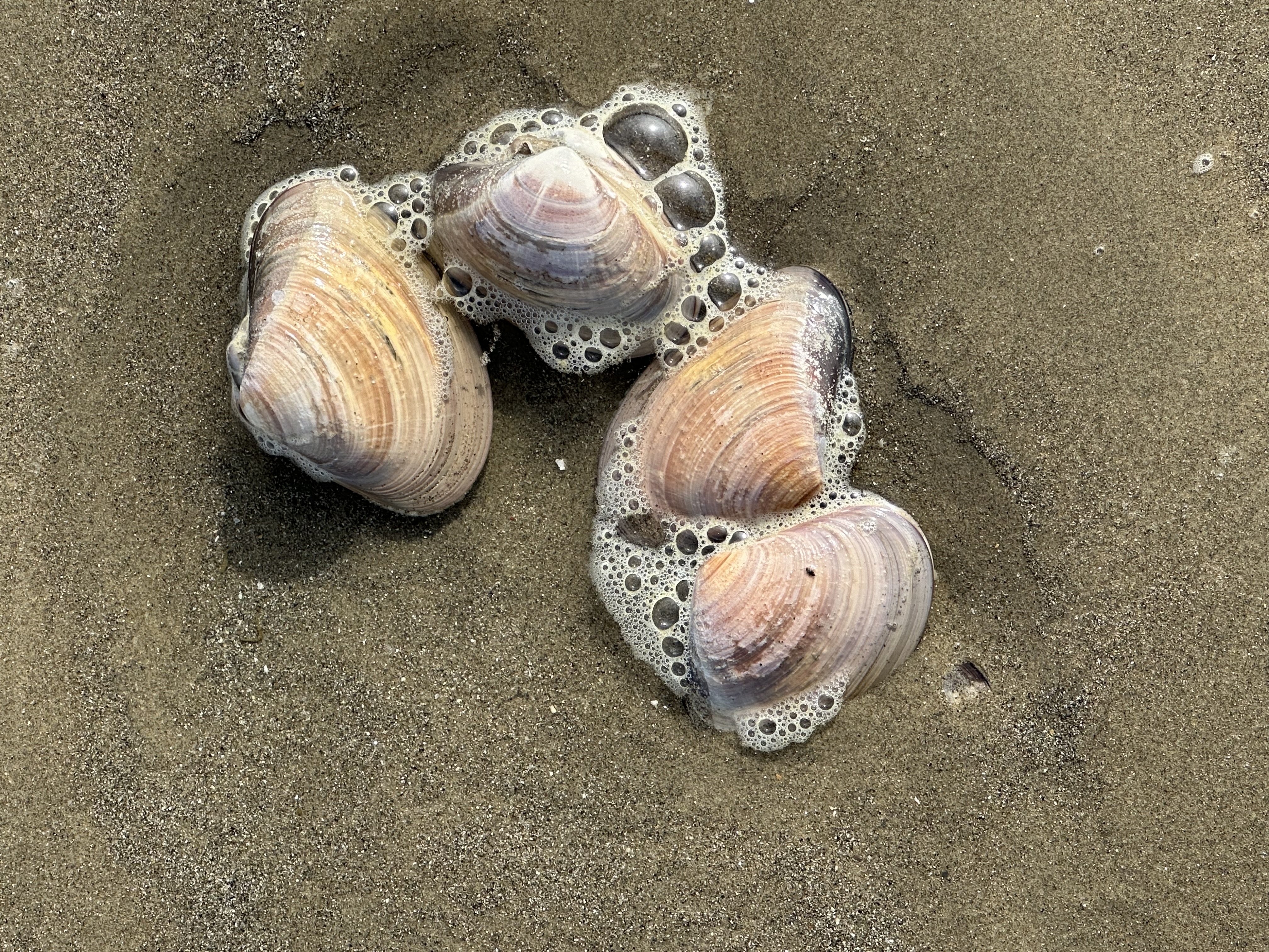 A picture of clams in the sand.