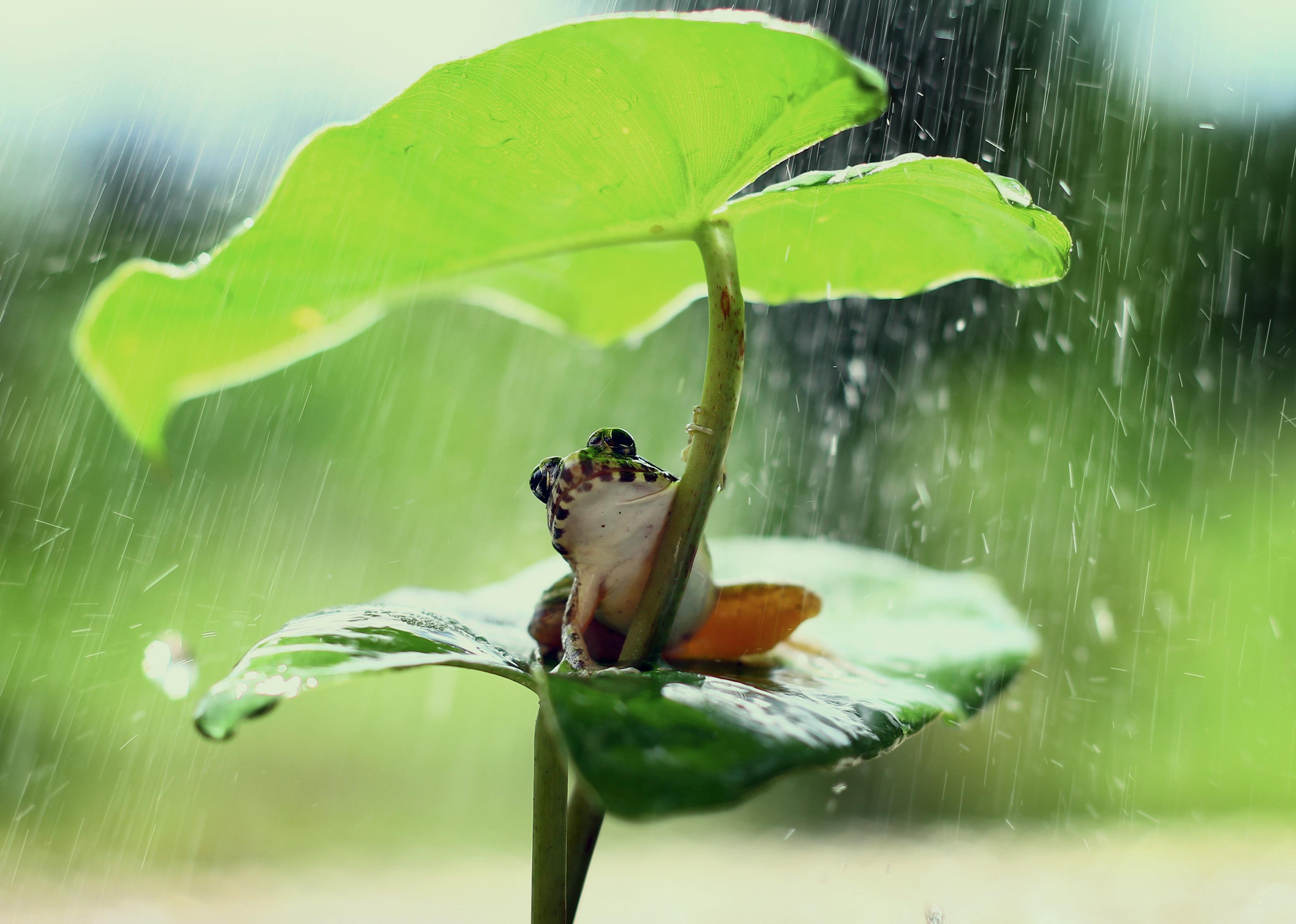 A picture of a frog in the rain under a leaf.