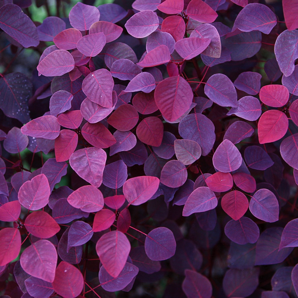 A picture of a a bed of purple leaves.