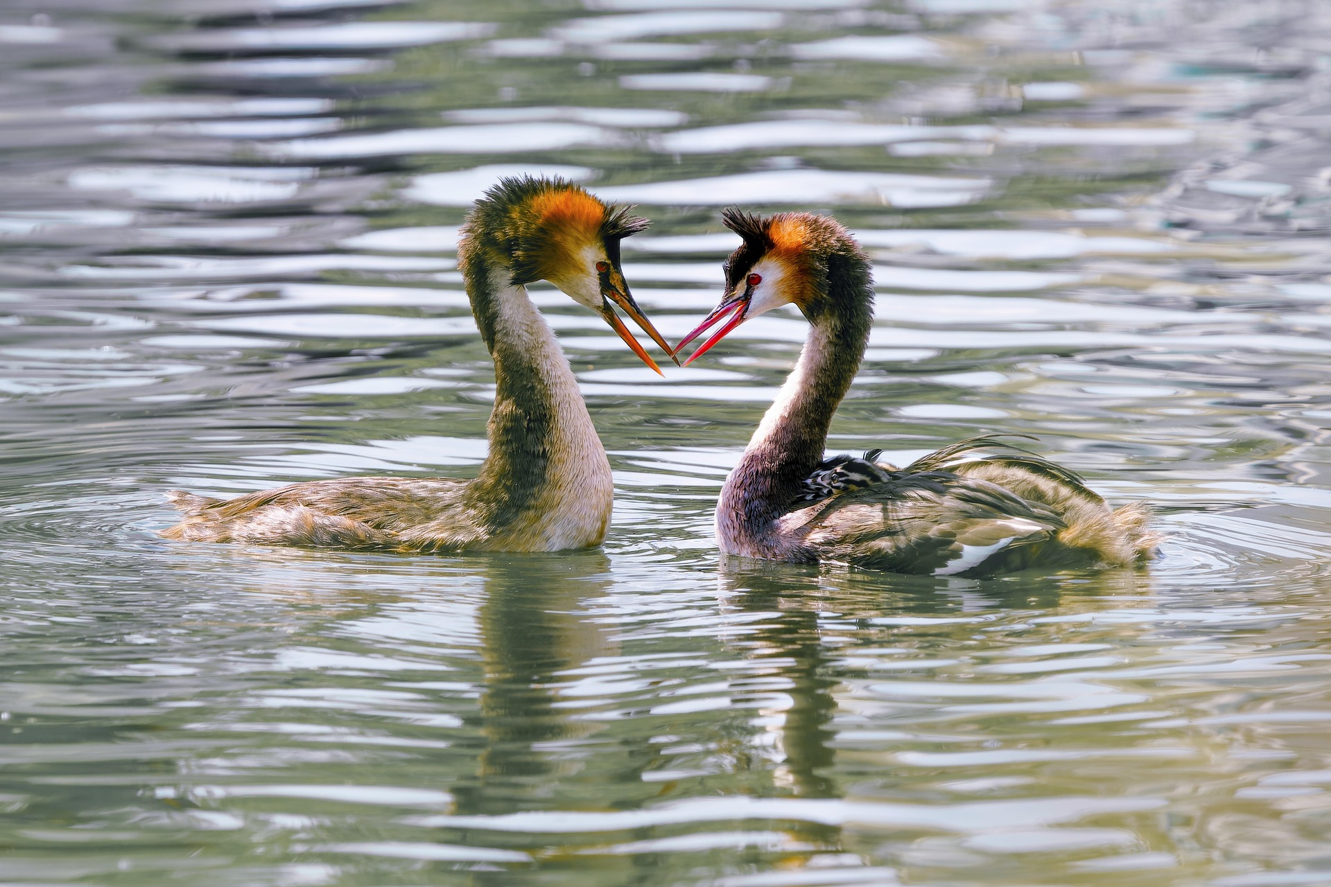 Two birds forming a heart.