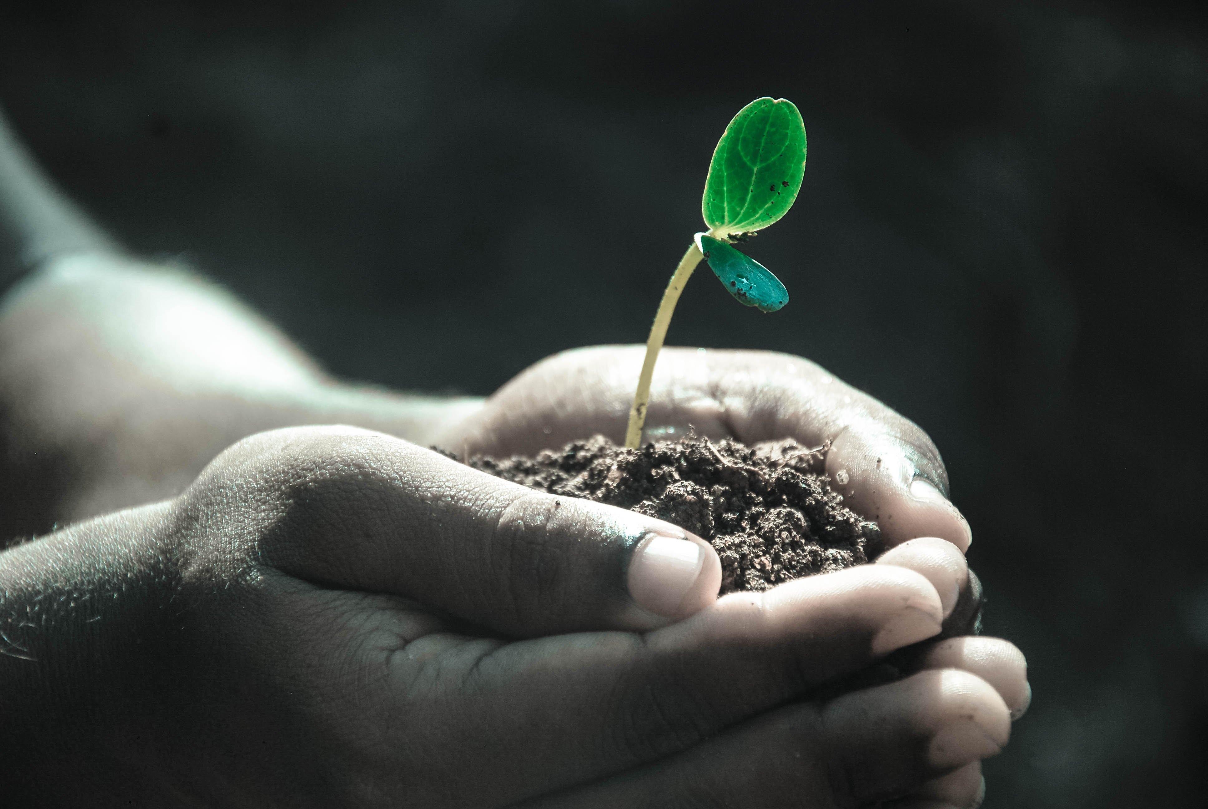 A pair of hands holding dirt from which a young plant sprouts.